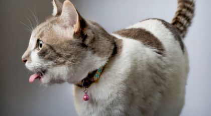 Как правильно обработать царапины, нанесённые котом?