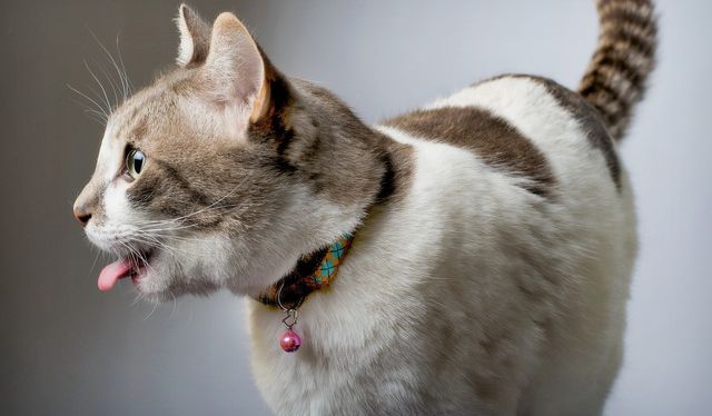 Как правильно обработать царапины, нанесённые котом?