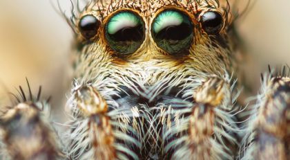 Как избавиться от клопов в диване?