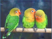 Как бороться со сплетниками?