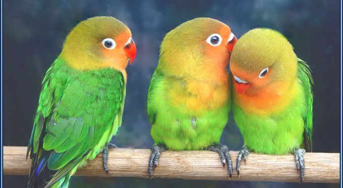 Как бороться со сплетниками?