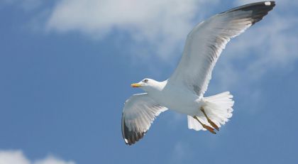 Как сделать красивую фотографию чайки?