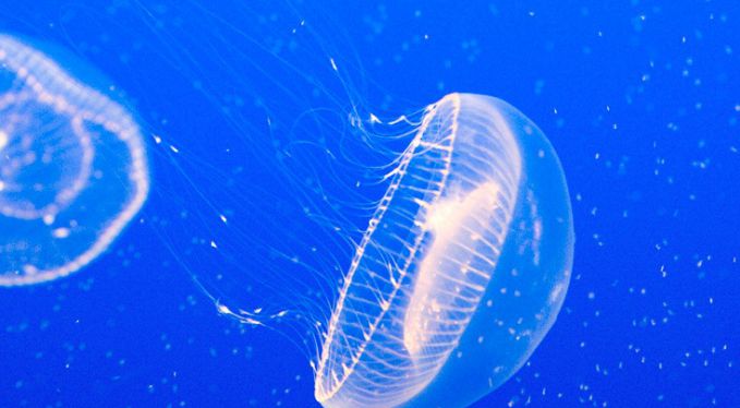 Как лечить ожог от медузы?