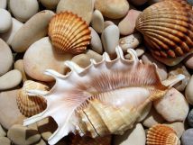 Ракушки морские: как хранить