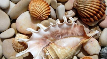 Ракушки морские: как хранить