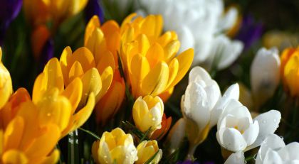 Как вырастить подарочный сад?