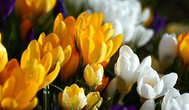 Как вырастить подарочный сад?