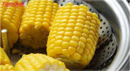 Как варить кукурузу в початках? 