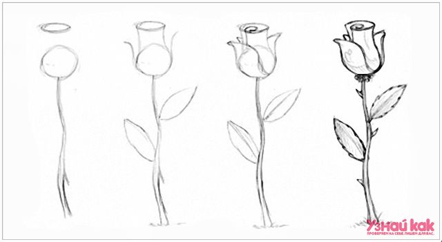 Как научиться рисовать поэтапно?