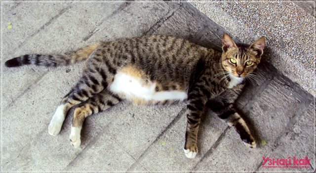 Как определить беременность кошки?