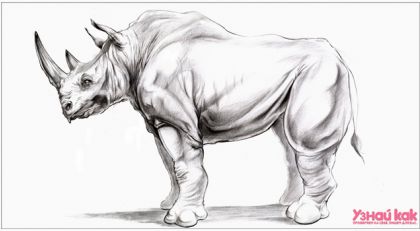 Как научиться рисовать животных? 