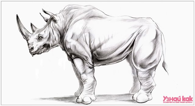 Как научиться рисовать животных? 
