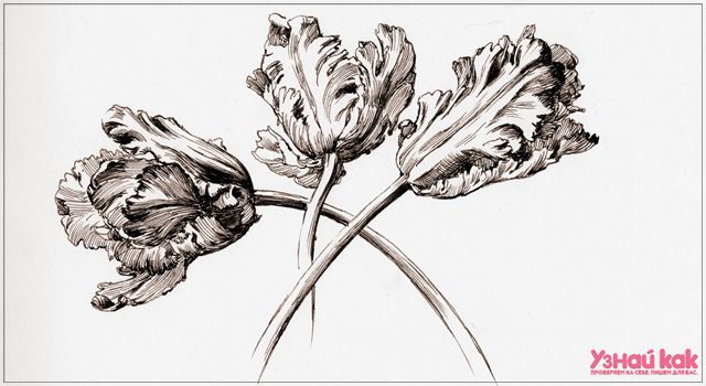 Как научиться рисовать цветок?