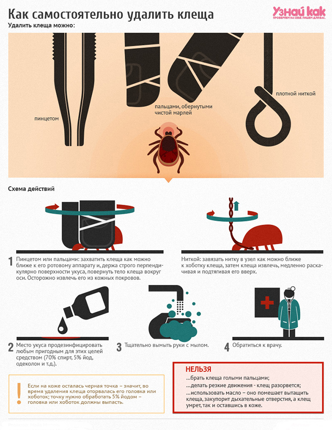 Инструкция: как вытащить клеща