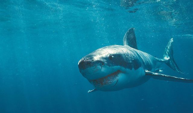 Как избавиться от рубцов и шрамов с помощью витамина Е?