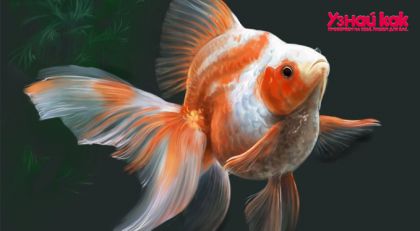 Как нарисовать рыбу поэтапно?