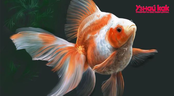 Как нарисовать рыбу поэтапно?