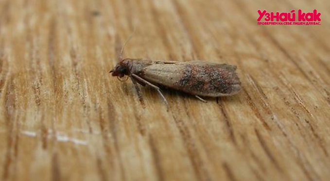 Как избавиться от пищевой моли: непрошеные гости на вашей кухне?